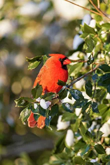 Richard And Susan Day Prints: Northern cardinal male in American holly tree in winter, Marion County, Illinois