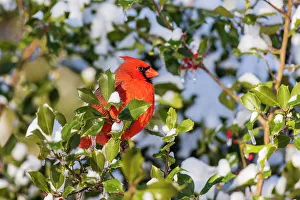 Richard And Susan Day Prints: Northern cardinal male in American holly tree in winter, Marion County, Illinois