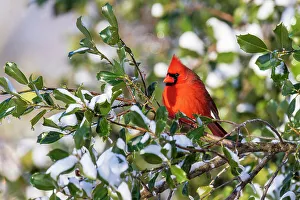Richard And Susan Day Prints: Northern cardinal male in American holly tree in winter, Marion County, Illinois