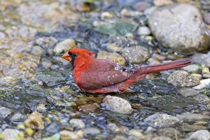 Bathing Prints: Northern cardinal male bathing, Marion County, Illinois
