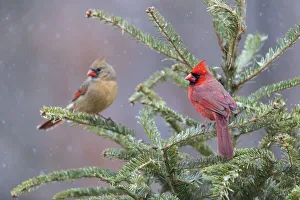 Nature Prints: Northern cardinal male and female in fir tree in snow, Marion County, Illinois
