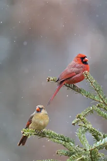 Images Dated 13th August 2021: Northern cardinal male and female in fir tree in snow, Marion County, Illinois