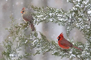 Nature Prints: Northern cardinal male and female in red cedar tree in winter snow