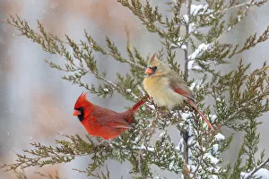 Images Dated 13th August 2021: Northern cardinal male and female in red cedar tree in winter snow