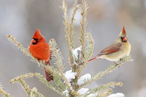 Nature Prints: Northern cardinal male and female in snowy spruce tree, Marion County, Illinois