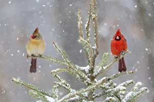 Nature Prints: Northern cardinal male and female in spruce tree in winter snow, Marion County, Illinois