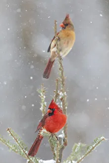 Images Dated 13th August 2021: Northern cardinal male and female in spruce tree in winter snow, Marion County, Illinois