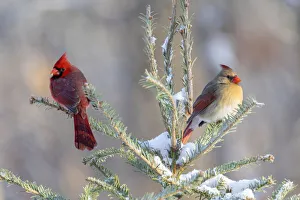 Images Dated 13th August 2021: Northern cardinal male and female in spruce tree in winter snow, Marion County, Illinois
