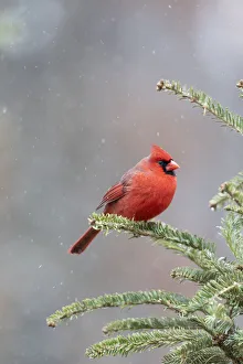 Nature Prints: Northern cardinal male in fir tree in snow, Marion County, Illinois
