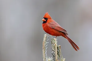 Images Dated 13th August 2021: Northern cardinal male in fir tree in snow, Marion County, Illinois