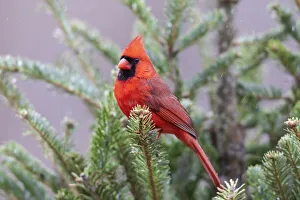 Images Dated 13th August 2021: Northern cardinal male in fir tree in snow, Marion County, Illinois