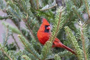 Images Dated 13th August 2021: Northern cardinal male in fir tree in snow, Marion County, Illinois