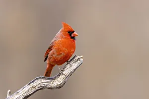 Nature Prints: Northern cardinal male, Marion County, Illinois