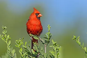 Bush Prints: Northern cardinal, male perched in Texas Persimmon bush, southwest Texas