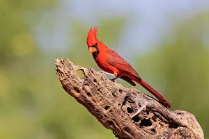 Songbird Prints: Northern Cardinal male, Pima County, Arizona