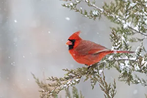 Nature Prints: Northern cardinal male in red cedar tree in winter snow, Marion County, Illinois