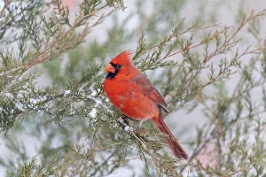 Northern cardinal male in red cedar tree in winter snow, Marion County, Illinois