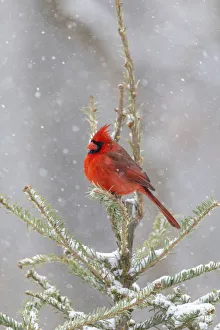 Nature Prints: Northern cardinal male in spruce tree in winter snow, Marion County, Illinois