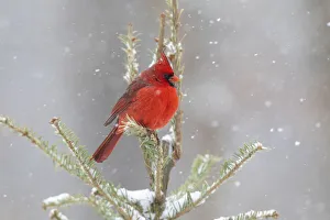 Images Dated 13th August 2021: Northern cardinal male in spruce tree in winter snow, Marion County, Illinois