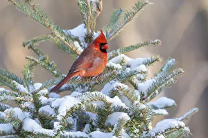 Images Dated 13th August 2021: Northern cardinal male in spruce tree in winter snow, Marion County, Illinois