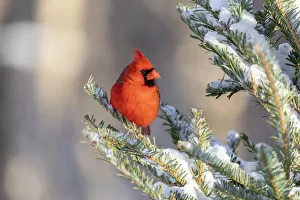 Images Dated 13th August 2021: Northern cardinal male in spruce tree in winter snow, Marion County, Illinois
