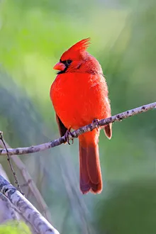 Hidalgo County Prints: Northern cardinal male warming in sun