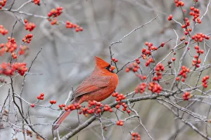 Nature Prints: Northern cardinal male in winterberry bush, Marion County, Illinois