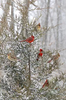 Nature Prints: Northern cardinal males and females in red cedar tree in winter snow