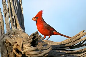 Sonoran Prints: The Northern Cardinals (Cardinalis cardinalis) in the family Cardinalidae