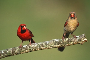 Images Dated 22nd December 2015: Northern Cardinals (Cardinalis cardinalis) male & female, Marion Co. IL