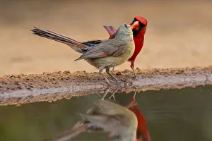 Animal Prints: Northern Cardinals, Texas, USA