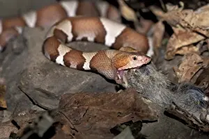 Claudia Adams Prints: Northern Copperhead or Highland Moccasin (Agkistrodon contortrix mokasen)