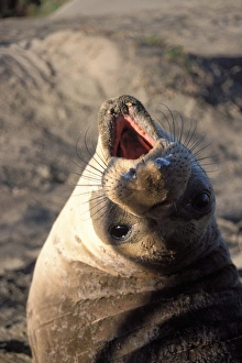 Yearling Prints: northern elephant seal, Mirounga angustirostris, yearling at sunrise on a sand dune