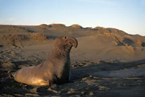 Images Dated 11th November 2005: northern elephant seal, Mirounga angustirostris, bull at sunrise on a sand dune, San Simeon