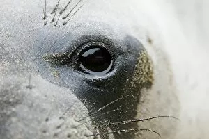 Images Dated 20th May 2006: Northern elephant seal, Mirounga angustirostris, San Simeon State Park, California