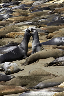 Seal Prints: Northern Elephant Seals fighting
