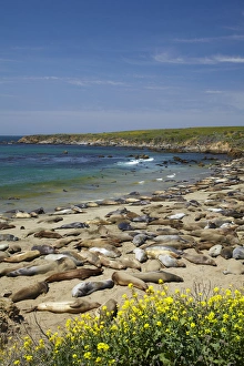 Northern Elephant Seals ( Mirounga angustirostris), Piedras Blancas elephant seal rookery