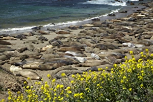 Northern Elephant Seals ( Mirounga angustirostris), Piedras Blancas elephant seal rookery