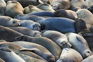Shoreline Prints: Northern elephant seals (Mirounga angustirostris) at Piedras Blancas Elephant Seal Rookery