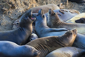 Images Dated 2nd May 2015: Northern elephant seals (Mirounga angustirostris) at Piedras Blancas Elephant Seal Rookery