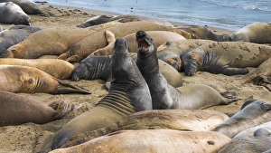 Images Dated 27th June 2015: Northern elephant seals (Mirounga angustirostris) at Piedras Blancas Elephant Seal Rookery
