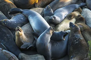 Northern elephant seals at Piedras Blancas elephant seal rookery, San Simeon, California