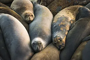 Northern elephant seals at Piedras Blancas elephant seal rookery, San Simeon, California