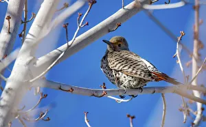 Northern Flicker