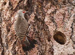 Pinus Ponderosa Prints: Northern Flicker balanced on the bark of a Ponderosa