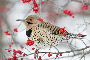 Snowy Prints: Northern Flicker (Colaptes auratus) male in Winterberry bush (Ilex verticillata) in winter