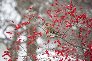 Images Dated 5th January 2017: Northern Flicker (Colaptes auratus) male in Winterberry bush (Ilex verticillata) in winter