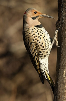 Images Dated 27th June 2024: Northern flicker, Pennsylvania, Usa
