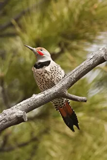 Images Dated 1st April 2005: A Northern Flicker (red-shafted) (Colaptes auratus)