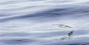 Northern Fulmar, also called Arctic Fulmar (Fulmarus glacialis) near the coast of
